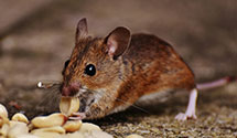 Find Exterminators in Treasure County